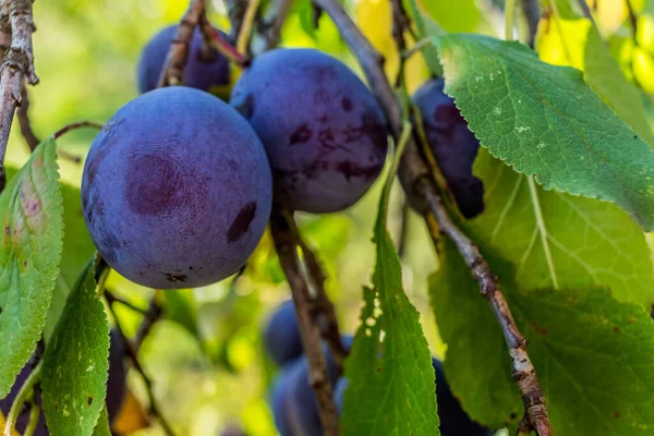 Primer Plano Ciruelas Rojas Maduras Colgando Ciruelo Con Hojas Verdes Imágenes de stock libres de derechos