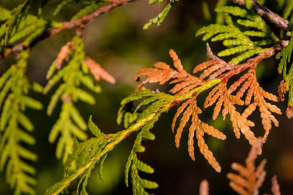 Gros Plan Feuilles Thuja Vert Brun Photos De Stock Libres De Droits