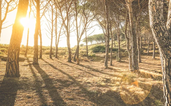 树木和树林日落时由季略岛托斯卡纳-自然探索概念上鼓舞人心的林地森林与阳光的光环和 sunflare-温暖的老式筛选器中的"盈"山中的阴影 — 图库照片