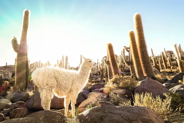 Llama blanca en jardín de cactus por Isla Incahuasi en Salar de Uyuni - Naturaleza maravilla viaje destino en Bolivia América del Sur - Wanderlust y concepto animal con lama vida silvestre en filtro de luz de fondo caliente — Foto de Stock