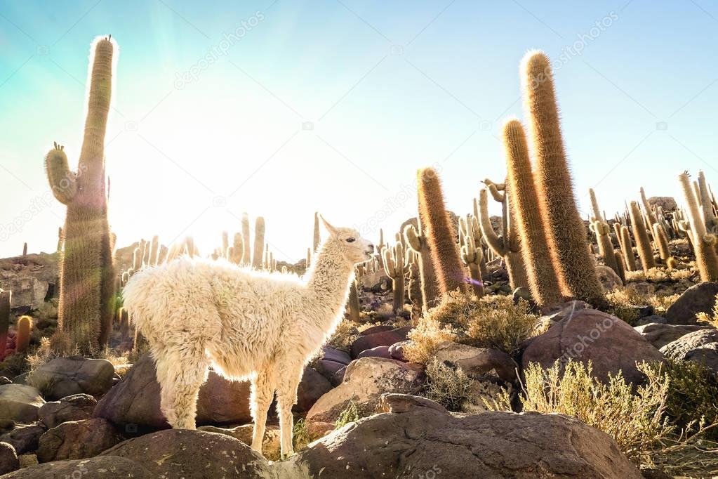 White llama at cactus garden by Isla Incahuasi in Salar de Uyuni - Nature wonder travel destination in Bolivia South America - Wanderlust and animal concept with wildlife lama on warm backlight filter