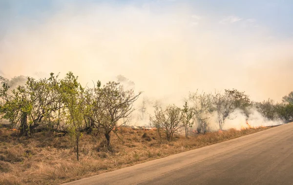 南非自然公园的大火燃烧--灌木林中的灾害与林火在干树林中蔓延 — 图库照片