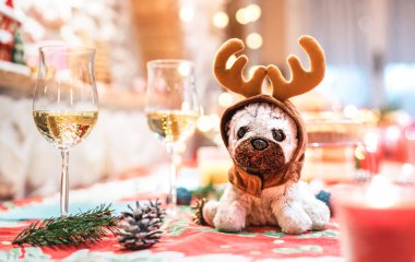 Noel arkaplanında şampanyaların yanında oturan ren geyiği kulakları takan peluş köpek oyuncağı - Noel süslemesinde şenlik ve eğlenceli konsept