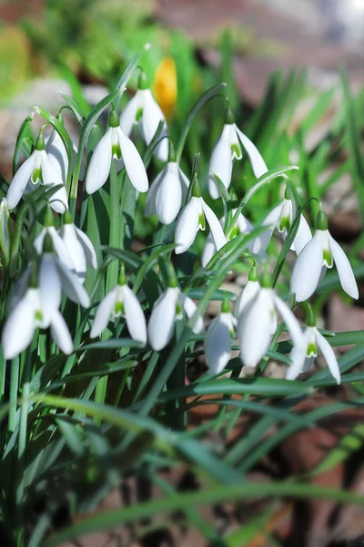 Primeiro belas gotas de neve na primavera. Primeira primavera flores, gotas de neve no jardim, luz solar — Fotografia de Stock