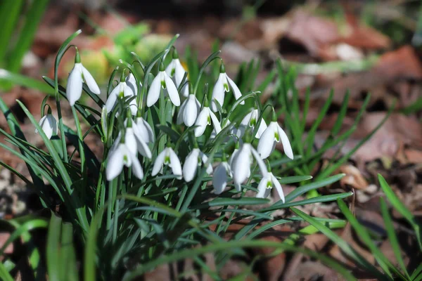 First beautiful snowdrops in spring. First spring flowers, snowdrops in garden, sunlight — Stock Photo, Image