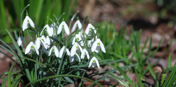 Primeiro belas gotas de neve na primavera. Primeira primavera flores, gotas de neve no jardim, luz solar — Fotografia de Stock