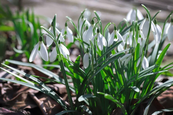 Primi bellissimi bucaneve in primavera. Primi fiori primaverili, bucaneve in giardino, luce del sole — Foto Stock