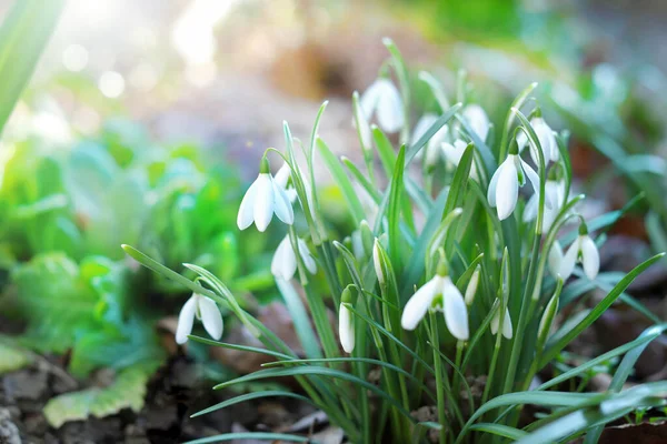 Primi bellissimi bucaneve in primavera. Primi fiori primaverili, bucaneve in giardino, luce del sole — Foto Stock