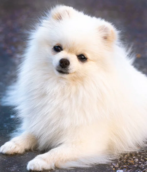 ポメラニアン・スピッツの肖像。かわいい白い犬 — ストック写真
