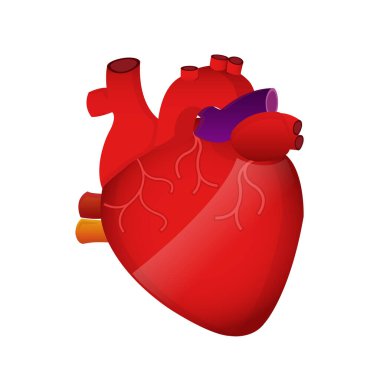 İnsan kalp vektörü çizimi tasarımı