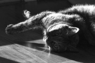 Tabby Kedi Siyah Beyaz Sunshine Zevk