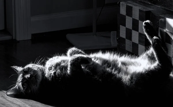 Tabby Cat Enjoying Sunshine in Black and White — Stock Photo, Image