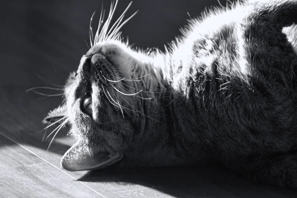 Tabby Cat disfrutando del sol en blanco y negro —  Fotos de Stock