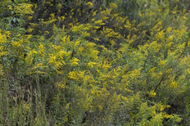 Sarı Altın Başak Morgan İlçe Alabama'da büyüyen kır çiçekleri, Solidago altissima. O bir ot olarak kabul edilir, ama çok güzel. 