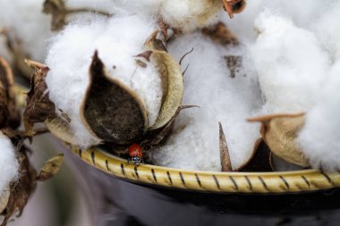 Pamuk Koza kenarındaki bir uğur böceği ile bir kase bu. 