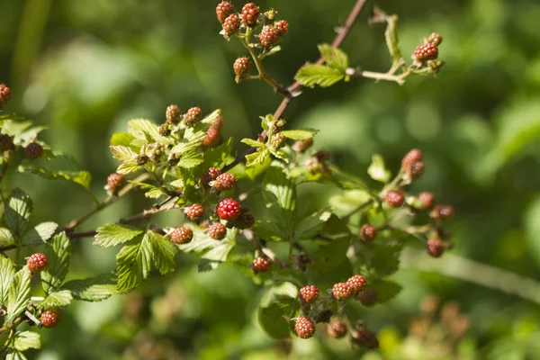Alabama Wild Blackberry Bushes Rubus Fruticosus — стокове фото