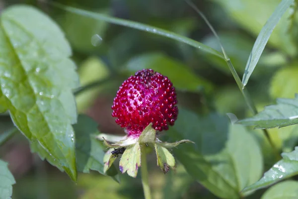 Indian False Mock Strawberry Duchesnea Indica — стокове фото