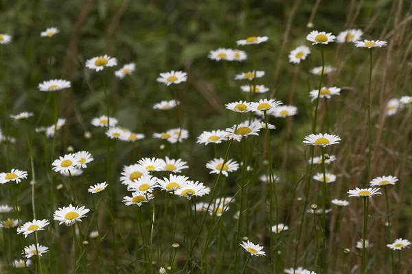 Pole Oko Wołu Daisy Wildflowers Leucanthemum Vulgare — Zdjęcie stockowe