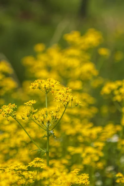 Złote Żółte Alabama Wildflowers Butterweed Packera Glabella — Zdjęcie stockowe