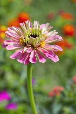 Bokeh Bulanık Arkaplanda Renkli Pembe Zinnia Çiçeği