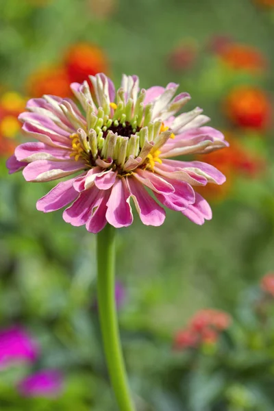 Barevné Růžové Zinnia Květ Rozmazaném Pozadí Bokeh — Stock fotografie