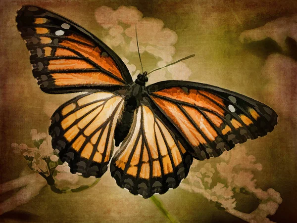 Virrey Naranja Negro Mariposa Arte Digitalmente Pintado Fotos De Stock