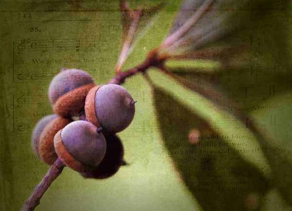 阿拉巴马州摩根县野生橡果坚果 — 图库照片