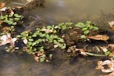 Primrose Sucul Bitkileri Ludwigia pişman oldu.