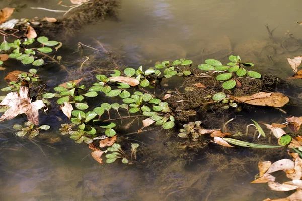 Водные Примрозы Водные Растения Ludwigia Repens Стоковое Изображение