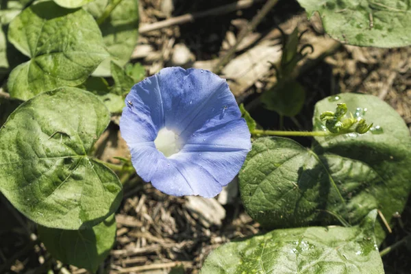 Alabama Wildflower Blue Morning Glory Ipomoea Hederacea — Fotografia de Stock