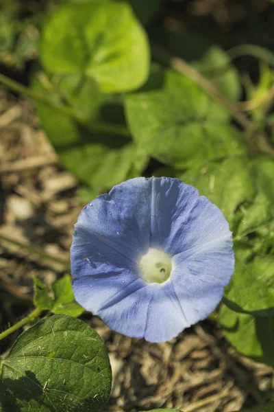 Gloire Matin Bleu Fleur Sauvage Alabama Ipomoea Hederacea — Photo