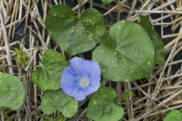 Alabama Wildflower Blue Morning Glory Ipomoea Hederacea — стокове фото