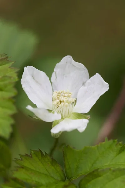 Pure White Boysenberry Bbsom Rubus Ursinus Idaeus — стоковое фото