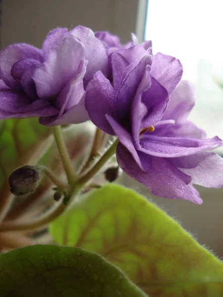 Flower Violet Photo Purple Home Flower — Stock Photo, Image