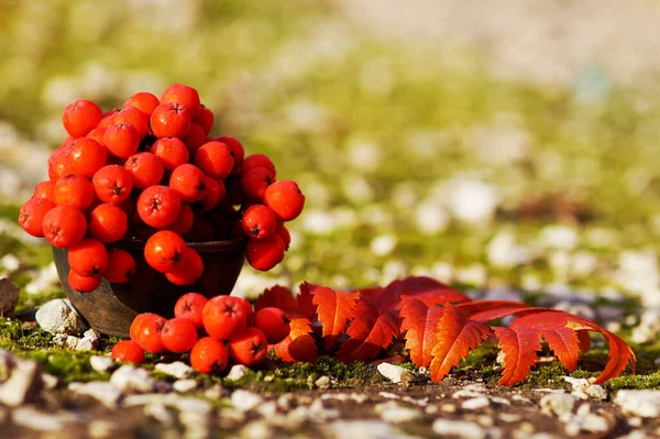 Bacche rosse e foglie di cenere di montagna da vicino . — Foto Stock