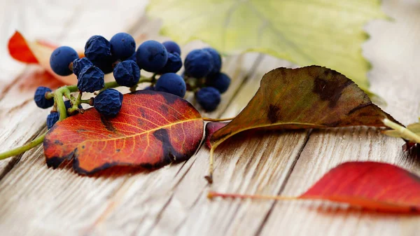 Bunch of grapes with autumn leaves. — Stock Photo, Image