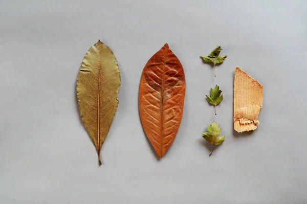 Hojas secas de diferentes formas y virutas de madera . — Foto de Stock