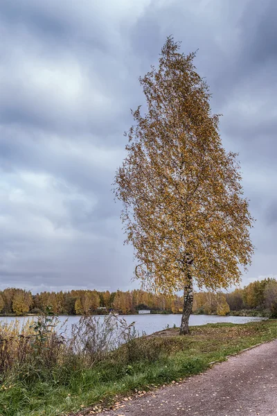 Paisaje otoñal en Moscú, Strogino. Un abedul delgado con las hojas amarillas se encuentra en la orilla —  Fotos de Stock