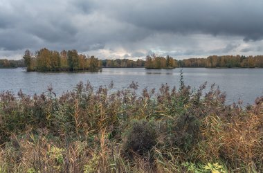 Ekim. Bir kamış ve Strogino Nehri Moskova ve Spassky durgun pitoresk kıyısında bir sararmış ot.