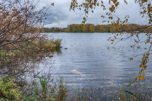 Autunno d'oro a Mosca, quartiere Strogino, il fiume, le anatre e i rami di betulla — Foto Stock