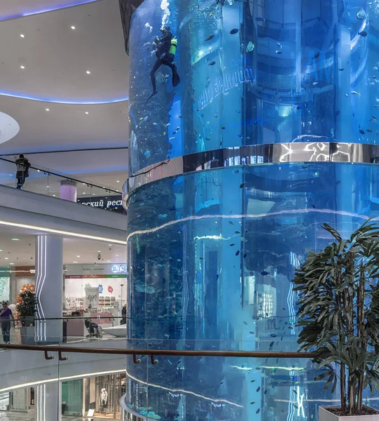 Moscovo. Centro comercial "Oceania". Grande aquário cilíndrico com os peixes. O mergulhador limpa o vidro . — Fotografia de Stock