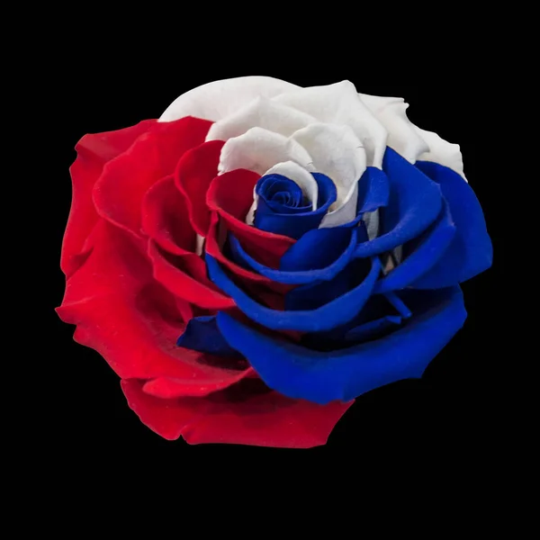 A stylish, large rose with white, blue and red petals. Tricolor of Pan-Slavic countries and regions. A black, isolated background.