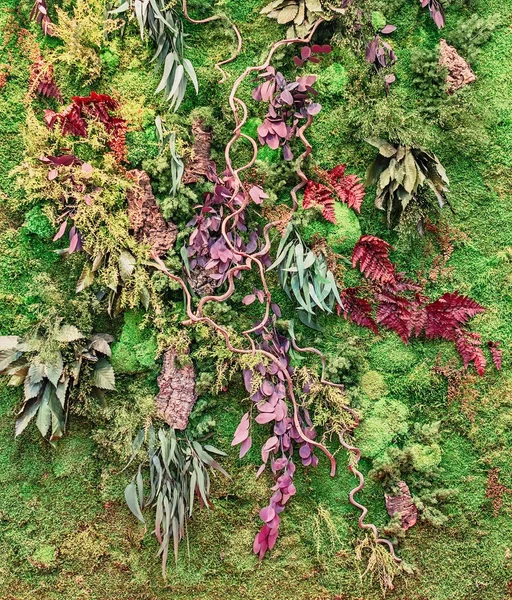 Paesaggio verticale da parte di piante stabilizzate. Muschio, foglie, fiori e felci nell'interior design moderno . — Foto Stock