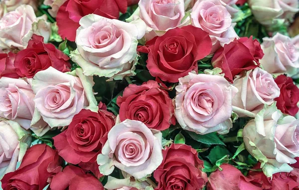 Tle kwiatów róż. Czerwony i biały różowe pąki w duży bukiet. — Zdjęcie stockowe
