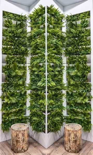 Vertical landscaping of the interior. Ferns in pots on the wall. — Stock Photo, Image