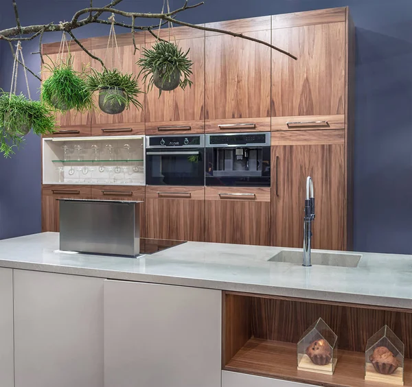 Modern kitchen in high-tech style, with an island. Built-in sanitary ware, furniture and appliances. Minimalism and green plants in pots (Hatiora salicornioides) suspended to the branch