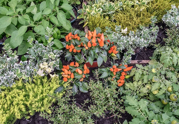 Zbiorów mały pomarańczowy papryki w ogrodzie, obok innych roślin ozdobnych, ziół i warzyw — Zdjęcie stockowe