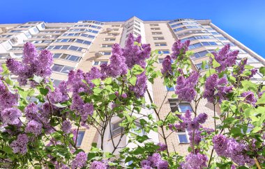 Moskova bahçesindeki çok katlı bir binanın penceresinin altında çiçek açan leylak rengi.