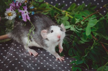 Beyaz beneklerin arka planında taze çiçekler olan fare renginde bir kurt. Çin Yeni Yıl sembolü