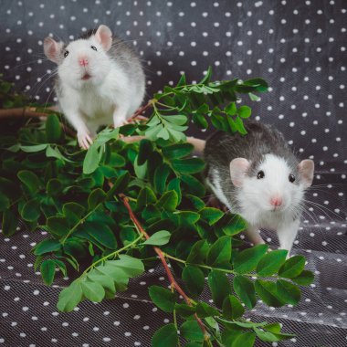 Beyaz beneklerin arka planında taze çiçekler olan fare renginde bir kurt. Çin Yeni Yıl sembolü